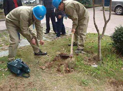 發(fā)現(xiàn)白蟻，居民請(qǐng)勿自行處理